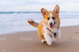 Corgi Pembroke puppy on sea coast. Dog beach and walking concept. World Pet Day. Concept image for veterinary clinics, sites about dogs